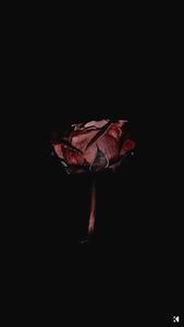 Blood Rose Dark Aesthetic dark aesthetic wallpaper