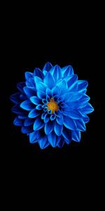 Blooming Dahlia On Samsung Full HD samsung full hd wallpaper
