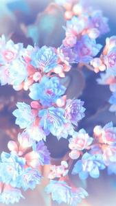 Blue And Pink Flowers Pretty Phone pretty phone wallpaper