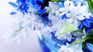 Blue and White Nature Flower nature flower wallpaper