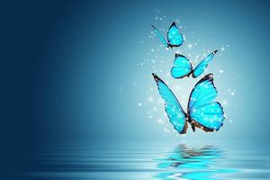 Blue Butterflies Full Desktop Screen Hd full screen hd desktop wallpaper