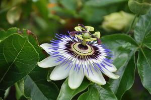 Blue Crown Passionflower Picture flower wallpaper
