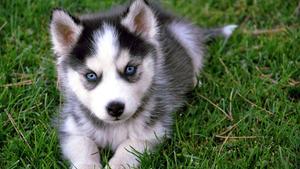 Blue-eyed Husky Puppy puppy wallpaper