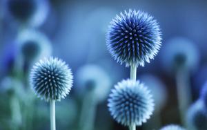 Blue Nature Flower nature flower wallpaper