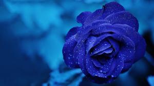 Blue Rose Chromebook Background chromebook wallpaper