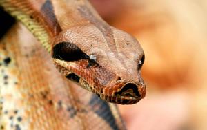 Boa Snake With Venom venom wallpaper