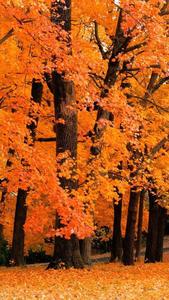 Breathe in the beauty of fall with this stunning autumn aesthetic. fall aesthetic wallpaper