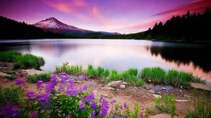 Breathtaking purple hues in nature beautiful wallpaper