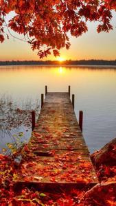 Bridge Red Leaves Fall IPhone fall iphone wallpaper