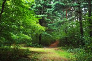 Bright Green Forest forest wallpaper