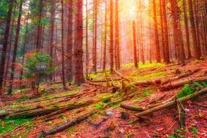 Bright Sunrise In A Magical Nature Picture nature wallpaper