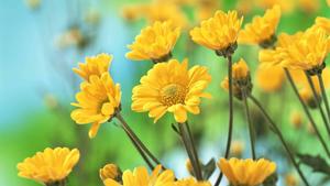 Bright Yellow Flowers Laptop laptop wallpaper