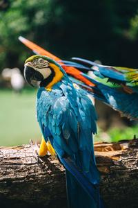 Brighten your day with this colorful parrot! whatsapp wallpaper