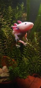 Brightly Colored Mexican Axolotl Wallpaper