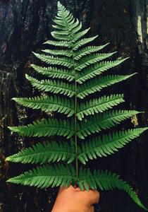 Brightly-Lit Green Fern Leaves Wallpaper