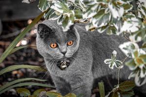 British Cute Cat Aesthetic With Copper Eyes cute cat aesthetic wallpaper