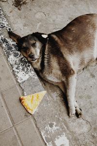 Brown And White Short Coated Dog Lying On Gray Concrete Floor meme wallpaper
