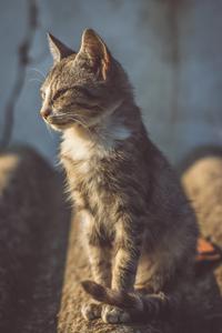 Brown And White Short Fur Cat meme wallpaper