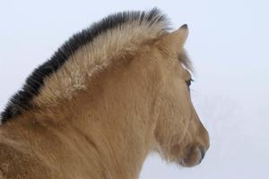 Brown Horse Enjoying The Winter horse wallpaper