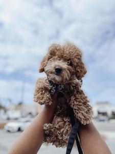 Brown Poodle Puppy Picture puppy wallpaper