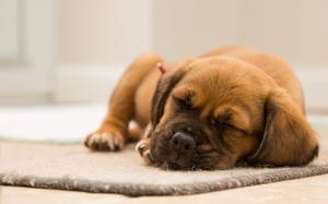 Brown Sleeping Puppy puppy wallpaper