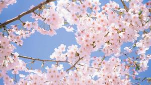 Bunch Of Cherry Blossom cherry blossom wallpaper