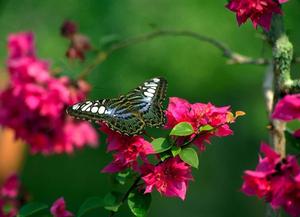 Butterfly Nature Flower nature flower wallpaper