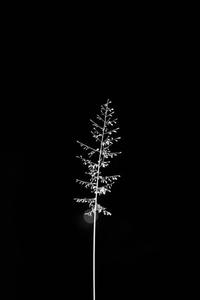 BW Fir Leaf iPhone Dark iphone dark wallpaper