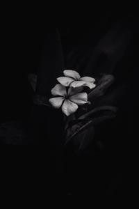 BW Frangipani iPhone Dark iphone dark wallpaper