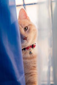 Adorable Furry Companion Peering Through a Curtain cute cat pfp wallpaper