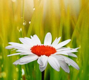 Captivate with Vibrant Elegance - Red & White Flower WhatsApp DP whatsapp dp wallpaper