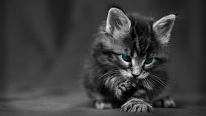 Magnificent and Enchanting Black Cat in a Mystical Ambience cute black wallpaper