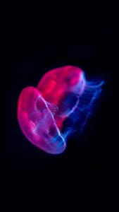 Majestic Magenta Jellyfish in OLED Display oled wallpaper