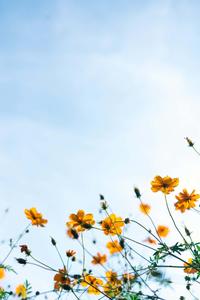 Stunning Floral Phone Background pretty phone wallpaper