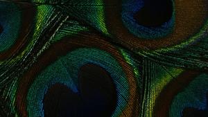 Captivating Darkness: 4K Ultra HD Peacock