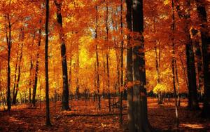 Captivating Fall Aesthetic in Orange Tones fall aesthetic wallpaper