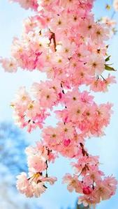 Captivating Floral Phone Wallpaper pretty phone wallpaper