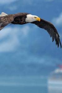 Capture Every Moment with the Eagle iPhone eagle iphone wallpaper