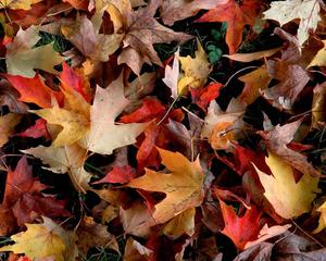 Capture nature's beauty with this photo of vibrant Fall leaves fall wallpaper