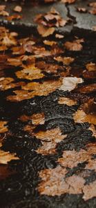 Capture stunning photos with the new Fall iPhone fall iphone wallpaper