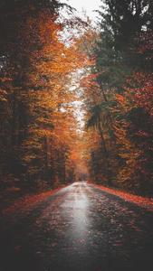 Capture the beauty of fall with this iPhone background fall iphone wallpaper