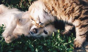 Cat And Dog Pets cute anime wallpaper