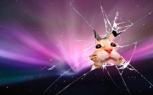 Cat Cracked Screen cracked screen wallpaper