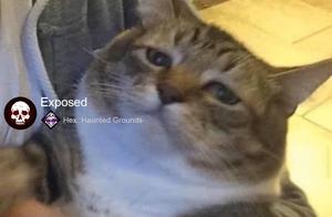 Cat Exposed Meme PFP meme pfp wallpaper
