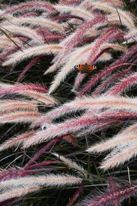 Cat Tails For Girly Lock Screen Iphone girly lock screen iphone wallpaper