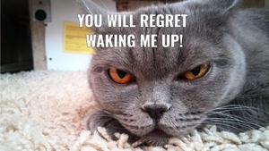 Cat Warning Funny Meme funny meme wallpaper