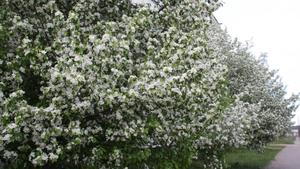 Celebrate the arrival of Spring with flowering tree blooms spring wallpaper