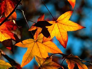 Celebrate the beauty of fall with vibrant maple leaves. fall wallpaper