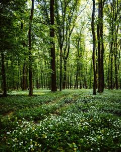 Celebrate the Beauty of Spring spring wallpaper