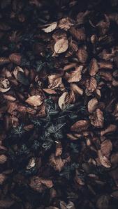 Celebrate The Colors Of Fall With An Iphone fall iphone wallpaper